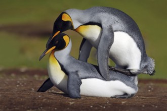Mating king penguins with green background, Falkland Islands