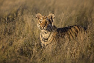 Bengal Tiger (Panthera tigris) cub standing in grassland, captive, Philippolis, South Africa