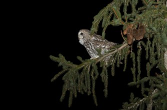Tawny Owl (Strix aluco) perched in spruce pine, Aosta Valley, Italy