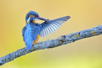 Common Kingfisher (Alcedo atthis) male preening on a branch, Andalusia, Spain