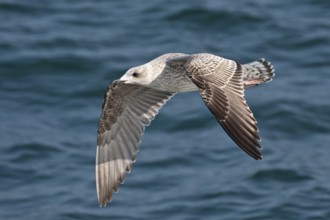 Great Black-backed Gull (Larus marinus) juvenile flying, North Sea, Germany