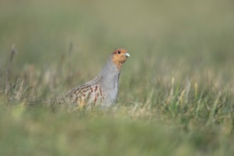 Grey Partridge (Perdix perdix) perched in grass field, North Rhine-Westphalia, Germany