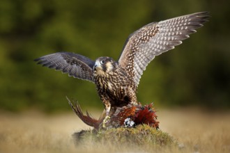 Peregrine falcon with caught kill Pheasant. Beautiful bird of prey feeding on killed big bird on