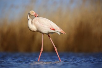 Greater Flamingo, Phoenicopterus ruber, beautiful pink big bird cleaning plumage in dark blue
