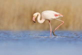 Flamingo walk in water. Wildlife animal scene from nature. Flamingo in nature habitat. Beautiful