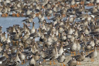 Greater White-fronted Goose (Anser albifrons) huge flock resting in water, North Rhine-Westphalia,