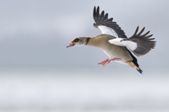 Egyptian Goose (Alopochen aegyptiaca) flying, North Rhine-Westphalia, Germany