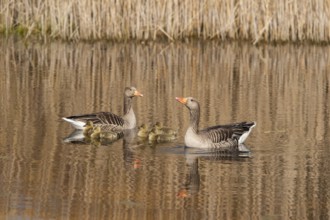 Greylag Goose (Anser anser) pair with chicks, Schleswig-Holstein, Germany
