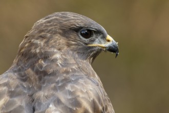 Common Buzzard (Buteo buteo), portrait, Castile and Leon, Spain