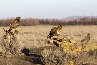 Common Buzzard (Buteo buteo) group perched on field, Castile-La Mancha, Spain