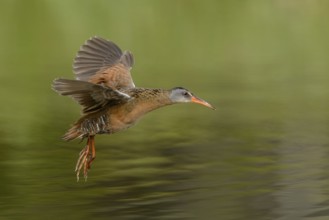 Virginia Rail (Rallus limicola) flying, British Columbia, Canada