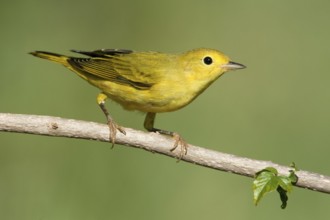 American Yellow Warbler (Setophaga aestiva) female, Texas, USA