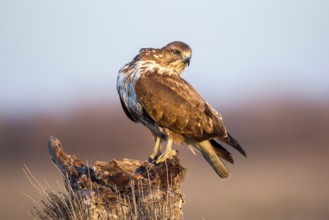 Common Buzzard (Buteo buteo) perched on a stump, Castile-La Mancha, Spain