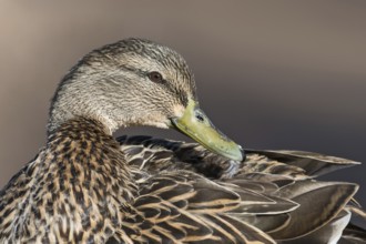 Mallard (Anas platyrhynchos) female, Arizona, USA