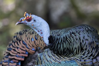 Ocellated Turkey (Meleagris ocellata) male, Peten, Guatemala
