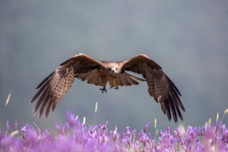 Black Kite (Milvus migrans) flying, Madrid, Spain