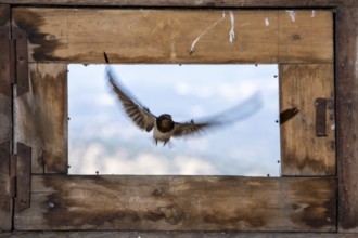 Barn Swallow (Hirundo rustica) flying into a barn, Extremadura, Spain