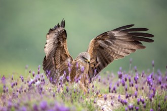 Black Kite (Milvus migrans), Madrid, Spain