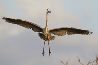 Great Blue Heron (Ardea herodias) flying, Florida, USA