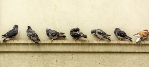 Several pigeons perch along a ledge on a stone facade in Lausanne. They take a break, preening