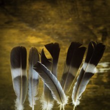 A collection of vibrant feathers stands upright, showcasing their intricate patterns and textures