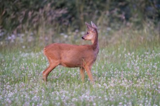 Roe deer (Capreolus capreolus), female, Vulkaneifel, Rhineland-Palatinate, Germany