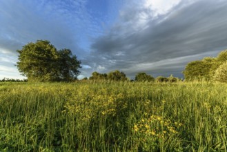 A lush field of bright yellow wildflowers stretches across the landscape. Tall grasses sway gently