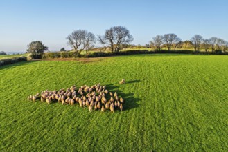 Flock of Sheep on Farms from a drone, Torquay, Devon, England, United Kingdom