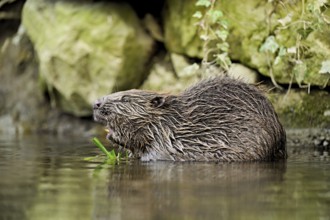 Eurasian beaver, European beaver (Castor fibre), eating grass in the water, Canton Zug, Switzerland