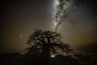 Silhouette of a baobab tree with starry sky and Milky Way, African baobab (Adansonia digitata),