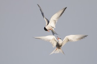 Flußseeschwalbenpärchen adult bei Paarflügen