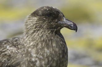 Brown Skua (Stercorarius antarcticus), Falkland Islands