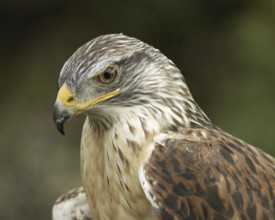 Ferruginous Hawk (Buteo regalis), non-releasable rescue at a licenced wildlife care facility