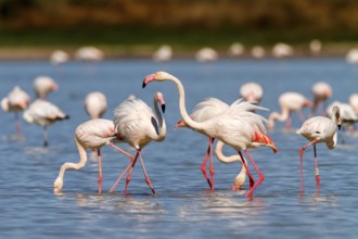 Greater Flamingo (Phoenicopterus roseus), Castile-La Mancha, Spain