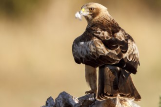 Booted Eagle (Hieraaetus pennatus) female, Castile and Leon, Spain