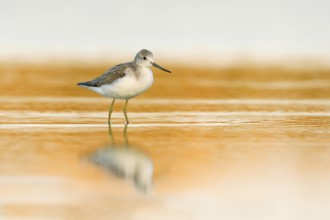 Common Greenshank (Tringa nebularia), Victoria, Australia