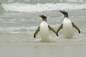 Gentoo Penguin (Pygoscelis papua), Falkland Islands