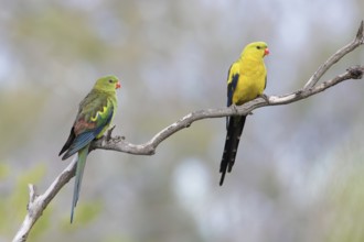 Regent Parrot (Polytelis anthopeplus) pair perched on a branch, Victoria, Australia