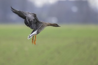 Greater White-fronted Goose (Anser albifrons) landing, North Rhine-Westphalia, Germany