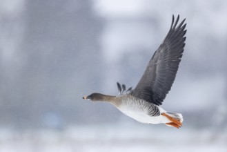 Tundra Bean Goose (Anser serrirostris rossicus) flying, North Rhine-Westphalia, Germany