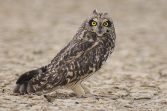 Short-eared Owl (Asio flammeus), India