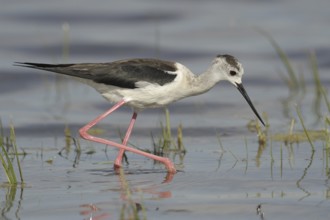Black-winged Stilt (Himantopus himantopus), Austria