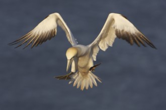 Northern Gannet (Morus bassanus) flying, Schleswig-Holstein, Germany