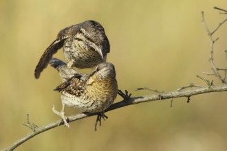 Eurasian Wryneck (Jynx torquilla) pair mating, Baden-Wuerttemberg, Germany