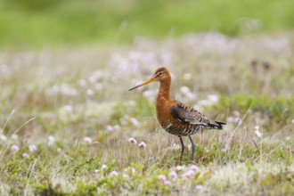 Black-tailed Godwit (Limosa limosa), Iceland