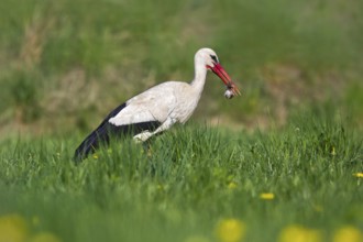 White Stork (Ciconia ciconia) eating a mouse, Bavaria, Germany