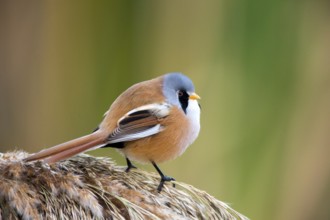 Bearded Reedling (Panurus biarmicus) male perched on reed, Castile-La Mancha, Spain