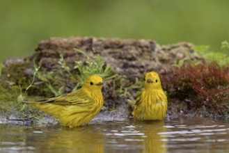 American Yellow Warbler (Setophaga aestiva) bathing, Texas, USA