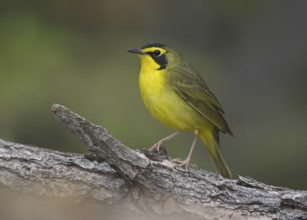 Kentucky Warbler (Geothlypis formosa), Ohio, USA
