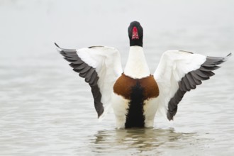 Common Shelduck (Tadorna tadorna) male flapping, United Kingdom
